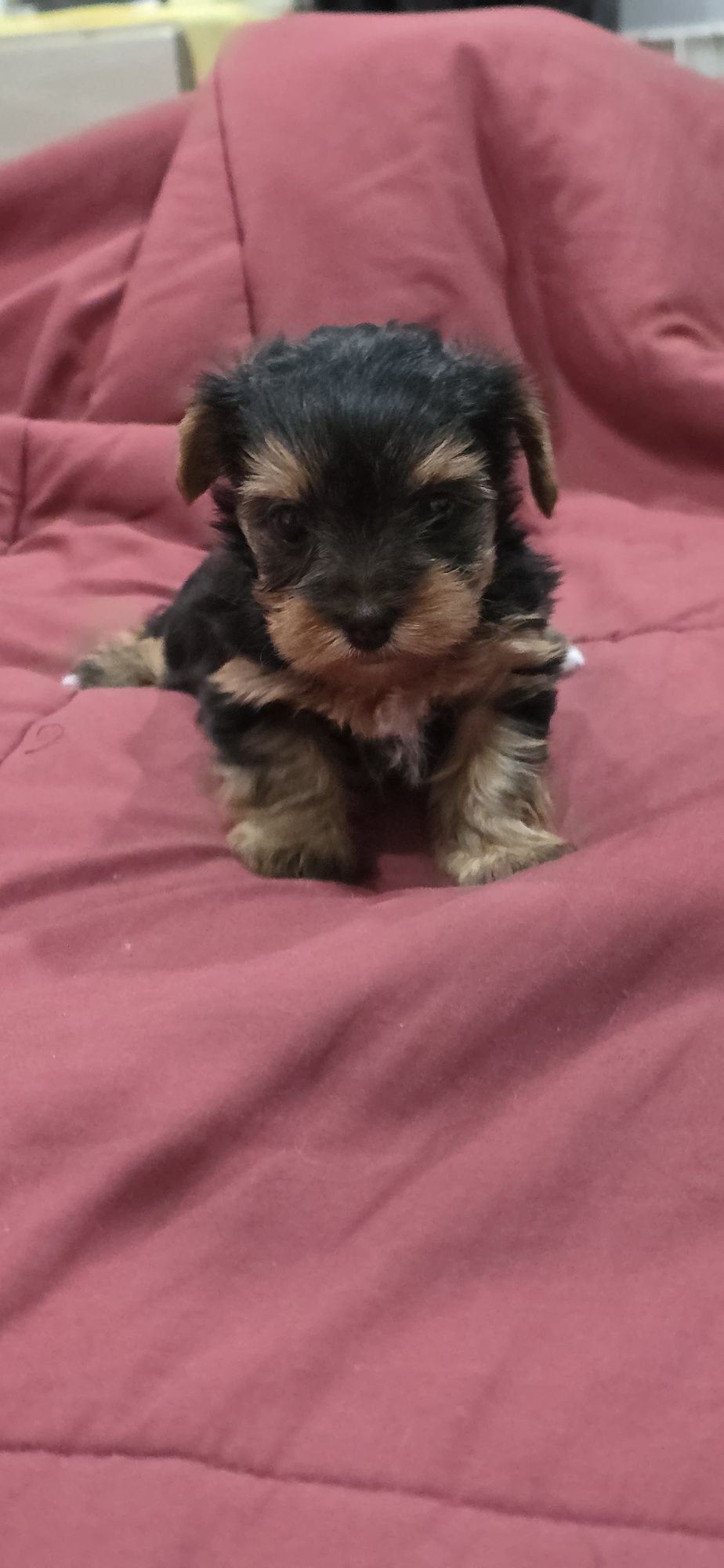 Yorkshire  Terrier fêmea