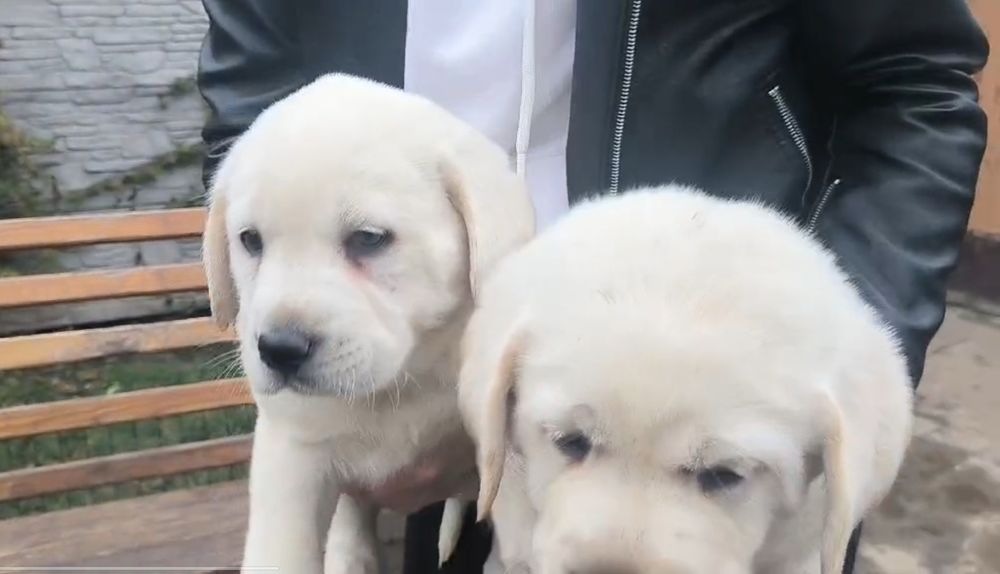 Щенок лабрадора ретривера
Щенки имеют:
• Meтри