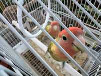 "Agapornis roseicollis