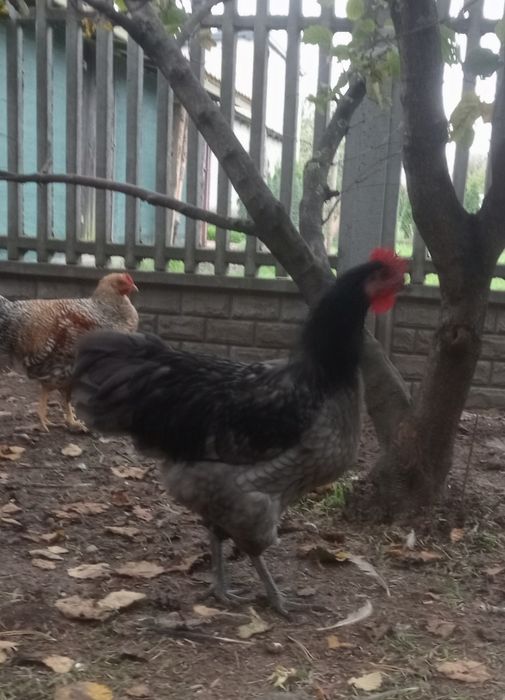 Australorp kogut sprzedam