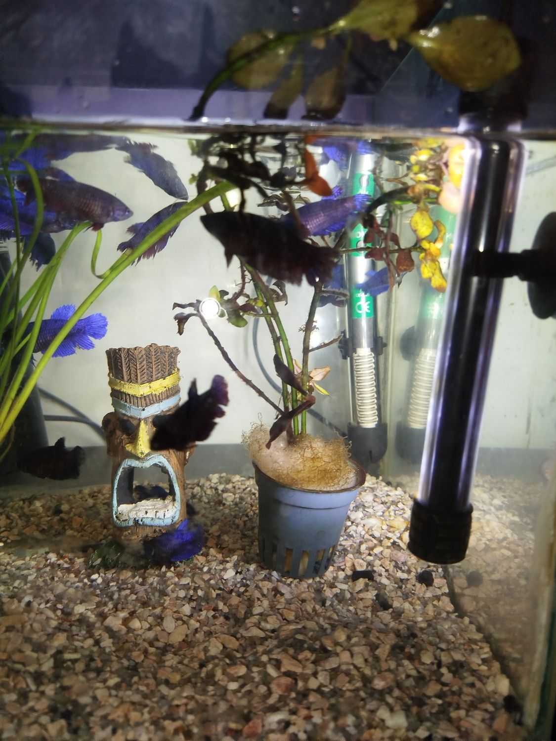 Vários bettas para venda criaçao própria