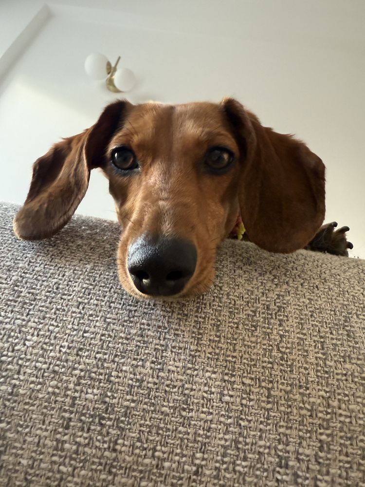 Petsitter/ Dog Walker - Oeiras (Figueirinha e Forum Oeiras)