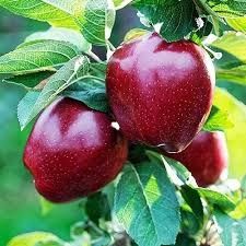 Яблуня сажанець Ред Чіф
