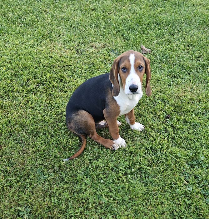 Gończy Serbski Trójkolorowy suczka piesek ( posokowiec bawarski beagel