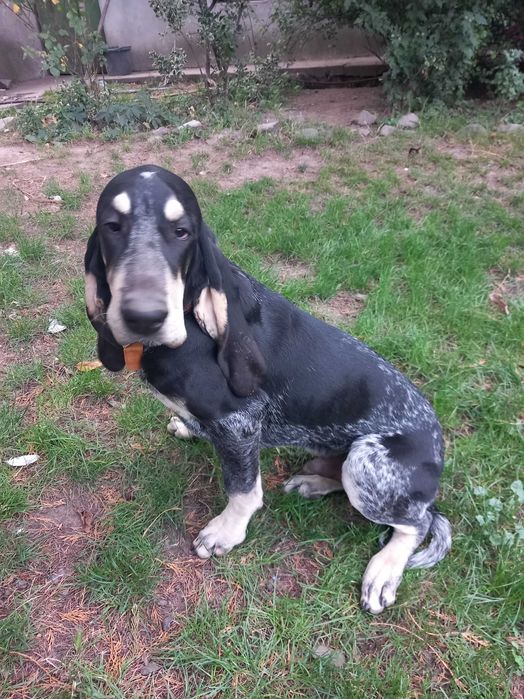 Szczeniak mały gończy gaskoński