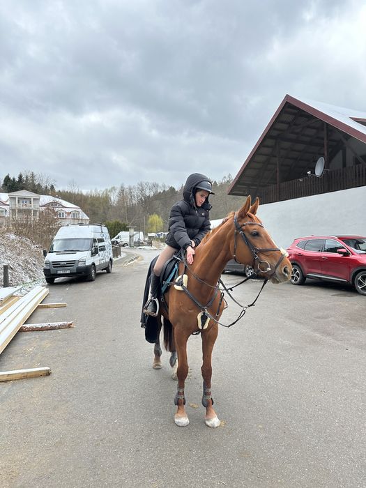 napierśnik 5pkt Z FUTREM ROZ.cob