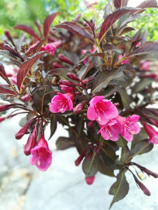 Krzewuszka cudowna 'Alexandra' (Weigela florida) Doniczka 2.0L