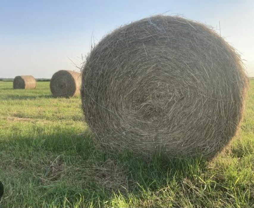 Siano w belach 120cm świeże