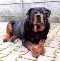 Borys - rottweiler do adopcji