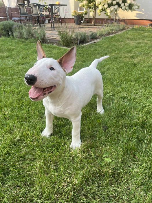 Bulterier standardowy Zkwp FCI