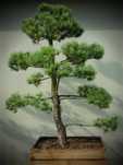 Drzewko Bonsai niwaki Sosna Mugo 200cm - Pušis Juodoji