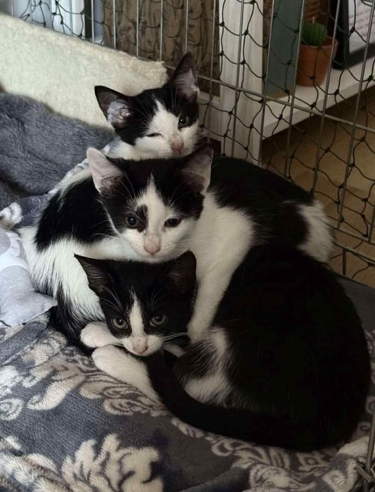 Kotek Rogalik do adopcji