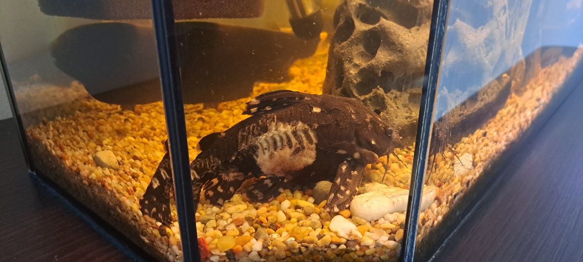 Akwarium 50l z całym osprzętem
