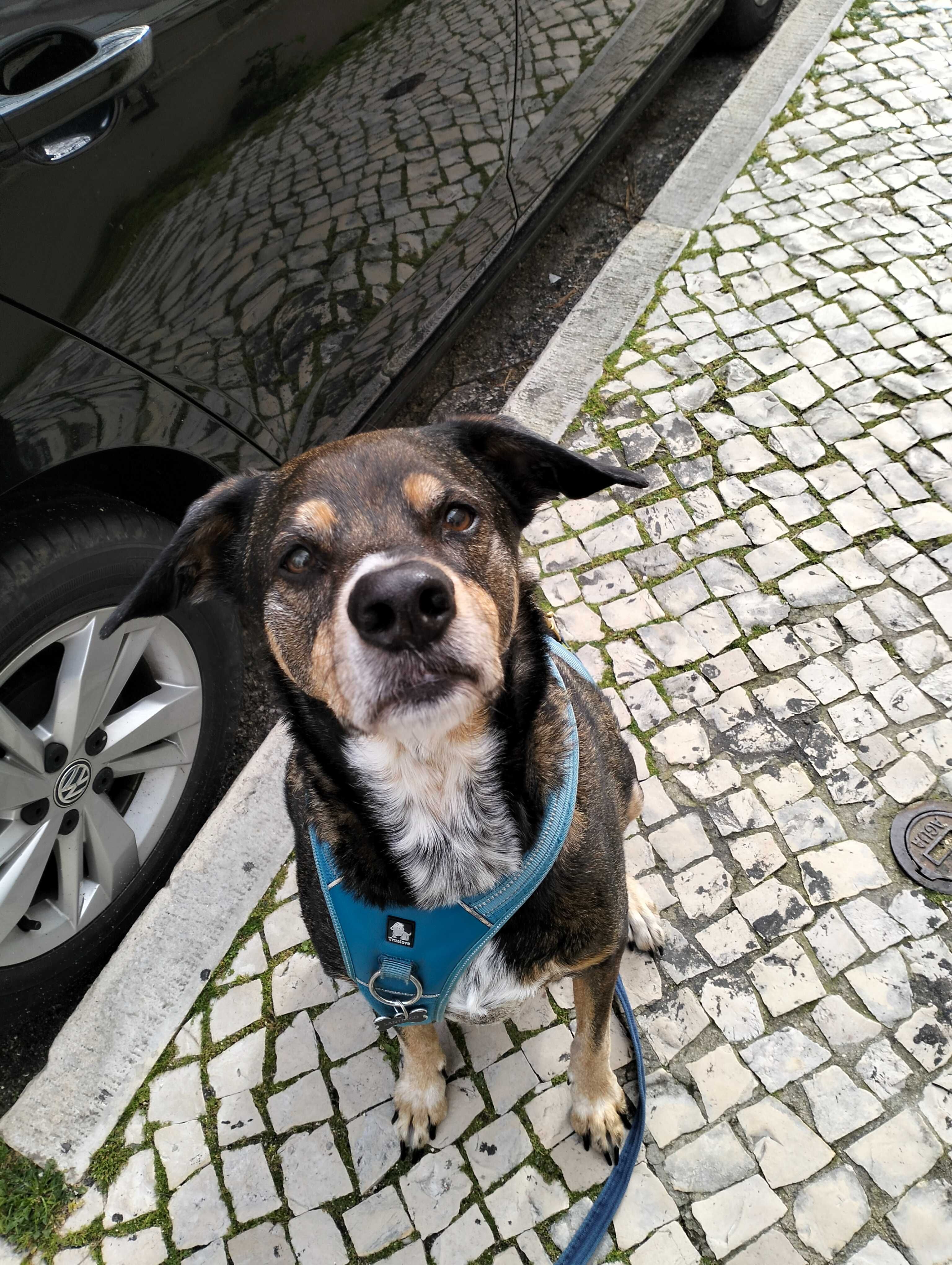 Passeios/Pet sitting/ hotel familiar