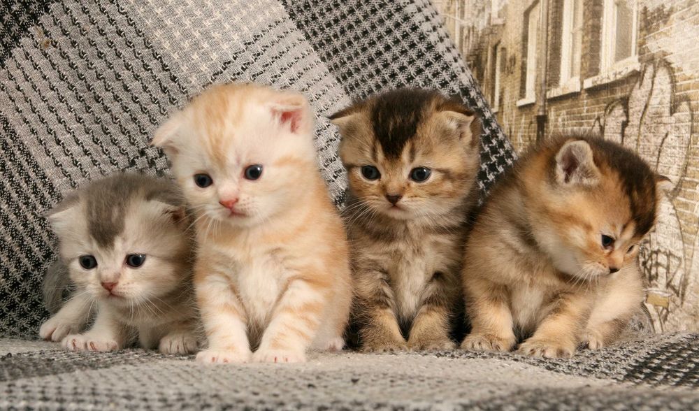 Шотландські кошенята окрас шиншила бронювання