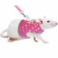 декоративные крысята дамбо сфинкс и нормал + аксессуары и  клетки