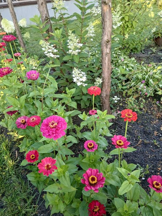 Cynie  liatra klosowata nasiona różne  kolory