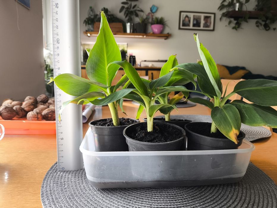 Bananowiec karłowaty Musa acuminata 'Dwarf Cavendish'