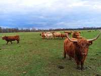 Bydło szkockie - krowy