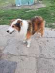 Owczarek szkocki collie