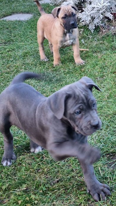 Cane Corso mocny  piesek
