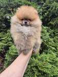 Piesek pomeranian.  Color  Cream sable