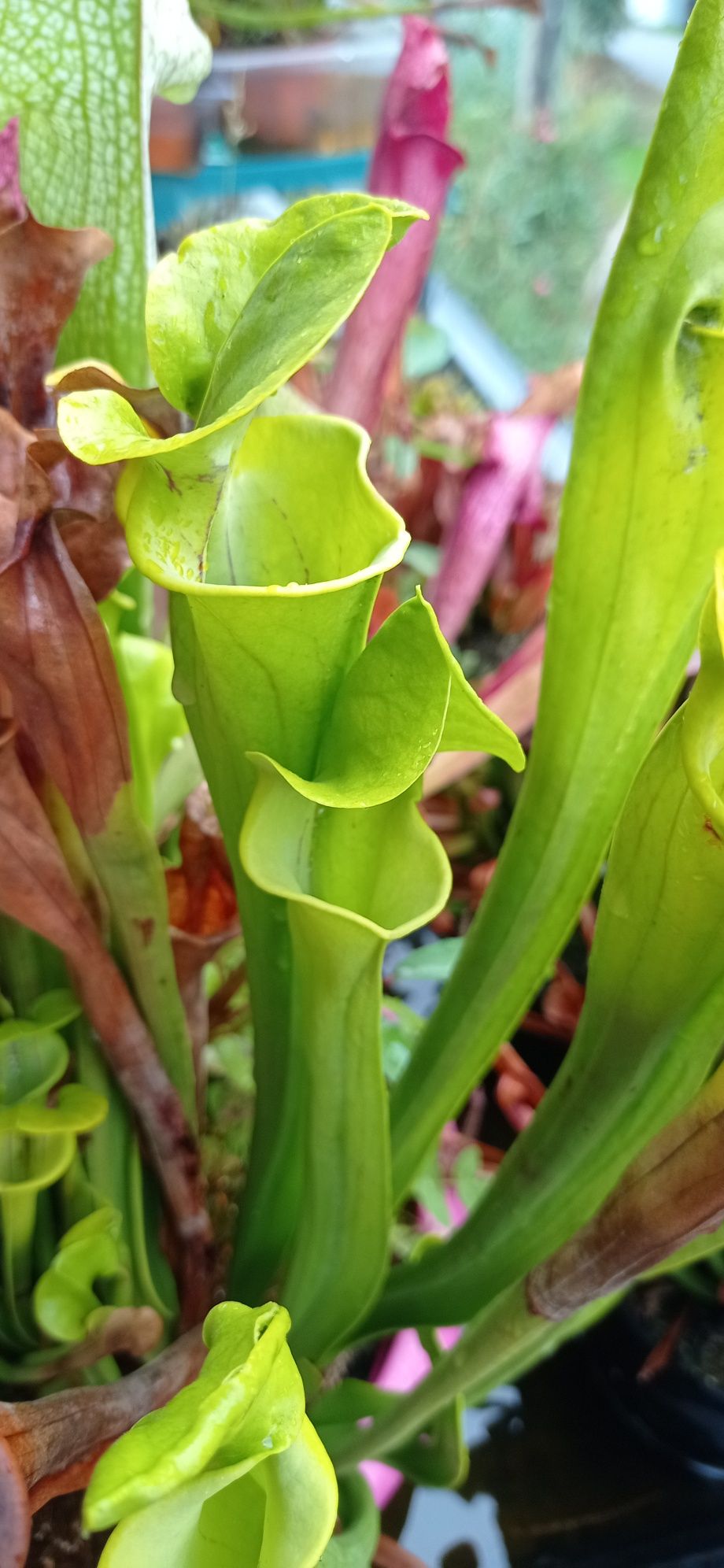 Plantas carnívoras