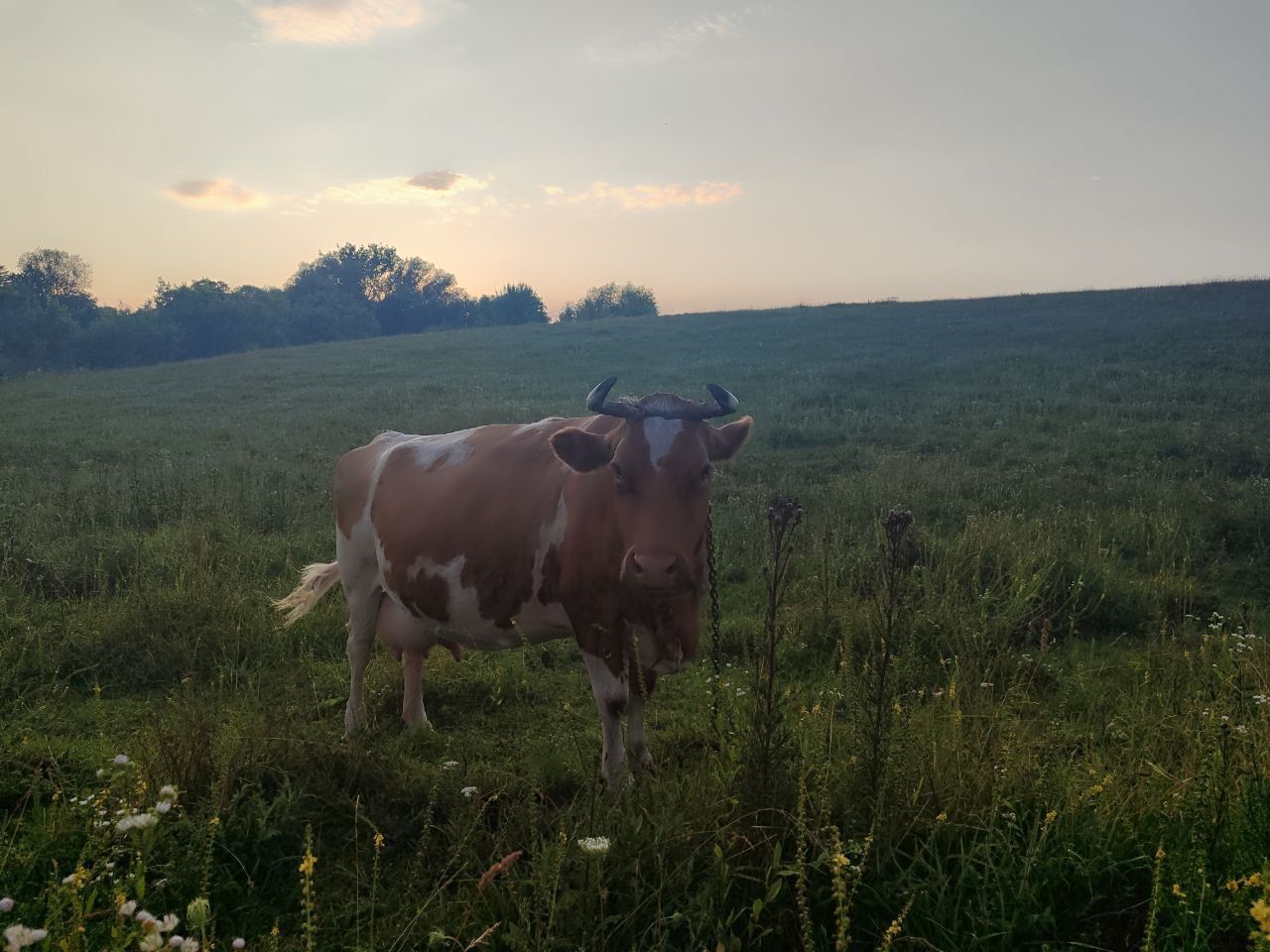 Продається корова