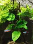 Anubias roślina akwariowa