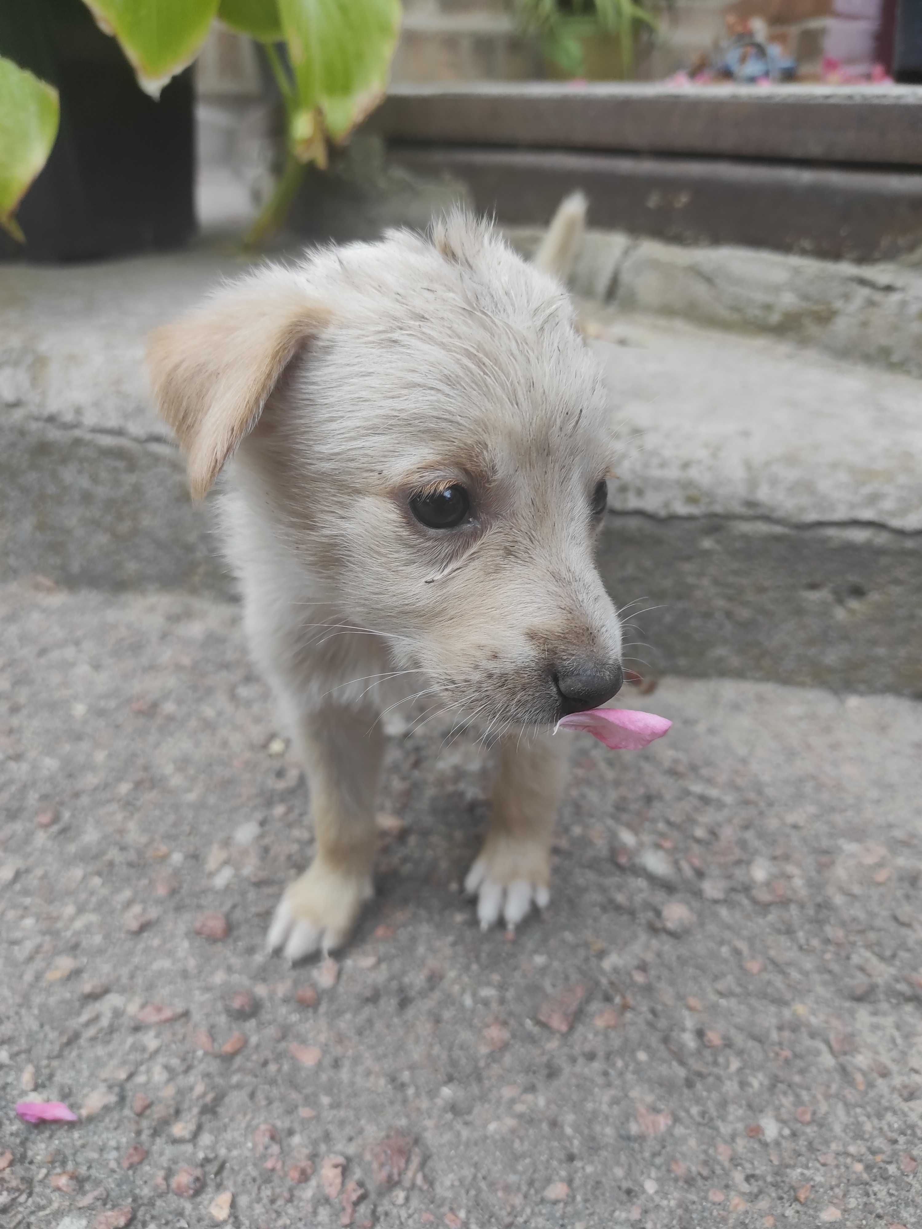 Безкоштовно цуценята, 1.5 місяця.