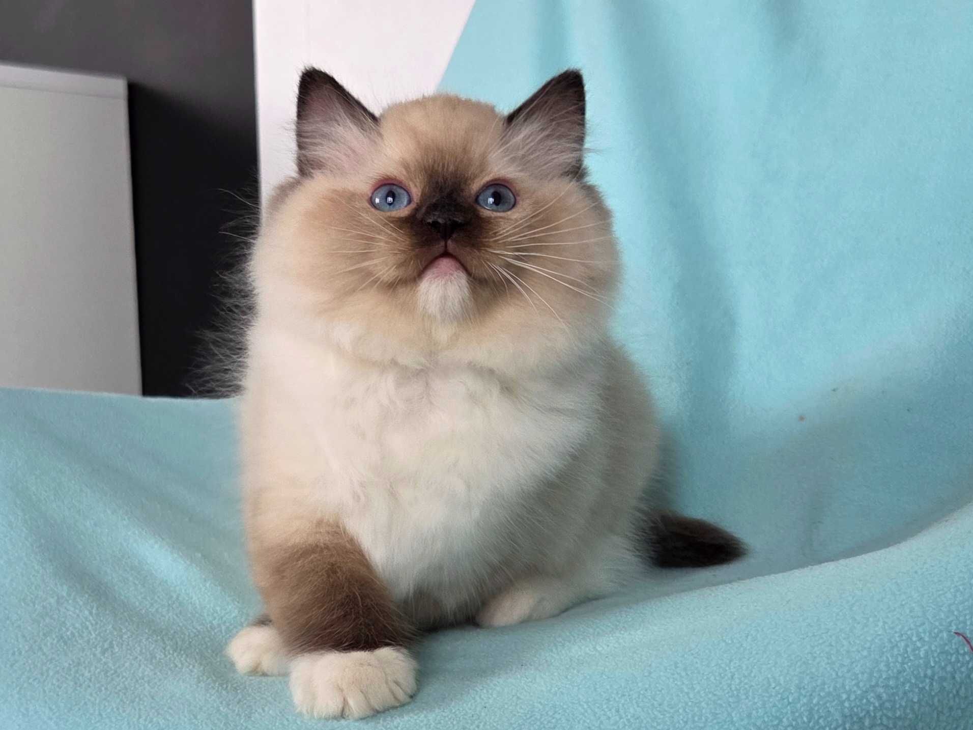 Ragdoll kocur z rodowodem FPL,