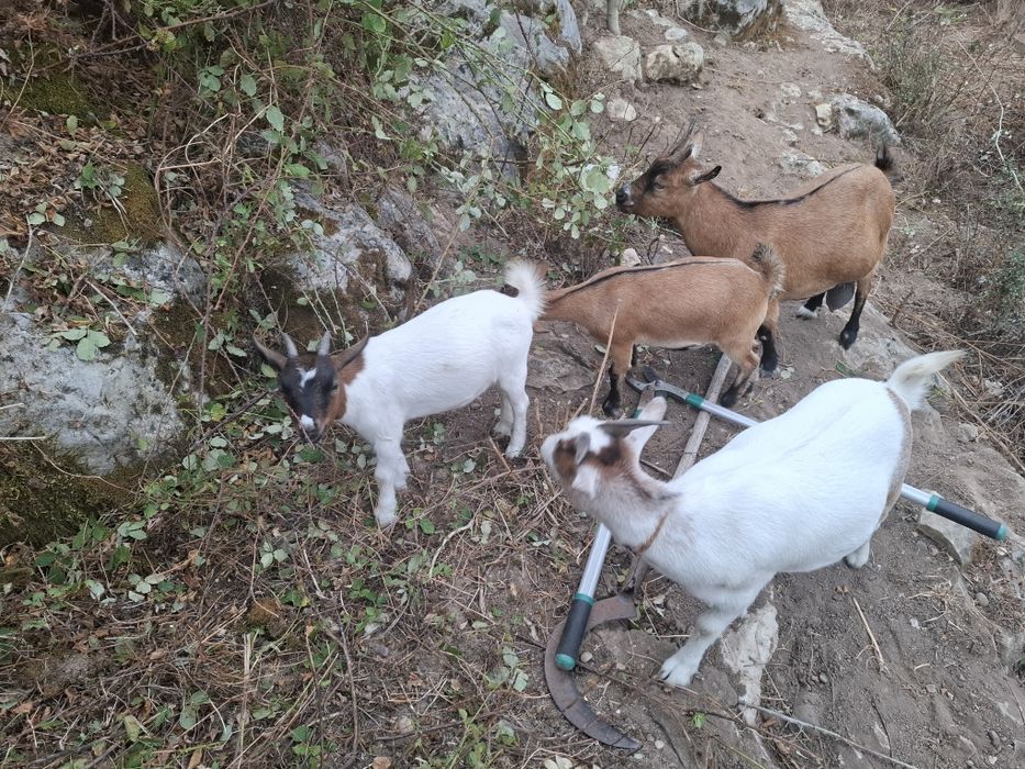 Vendo cabras anãs