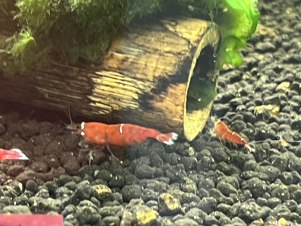 Krewetki SCR caridina