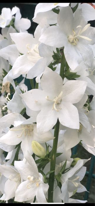 Пролам кущик хости та білі дзвіночки