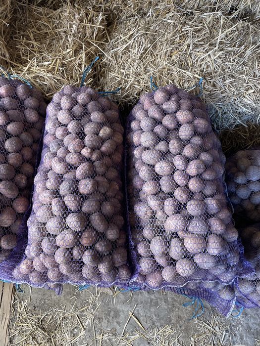 Картопля насінева Ред Скарлет