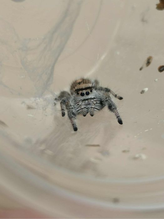 skakun królewski - Phidippus regius Everglades - samice