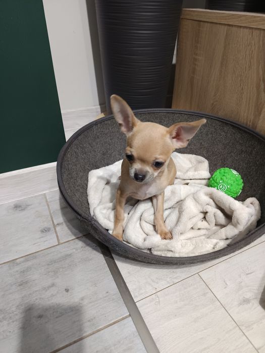 Sprzedam chihuahua