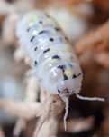 Armadillidium vulgare Magic Potion, isopody, kulanki, 10 szt.