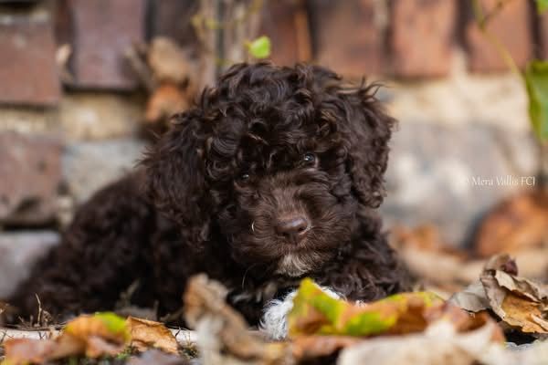 Lagotto romagnolo brązowy