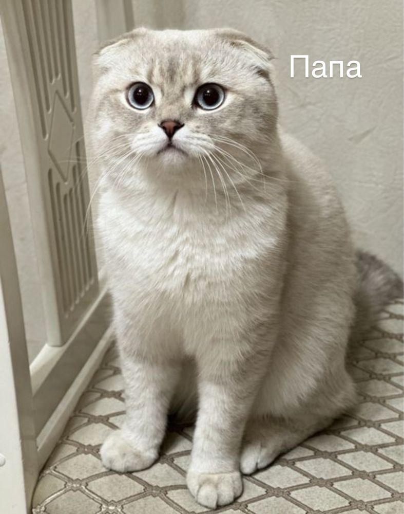 Британские котята