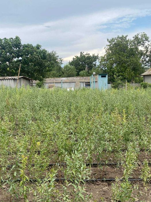 Подвой миндаля горького