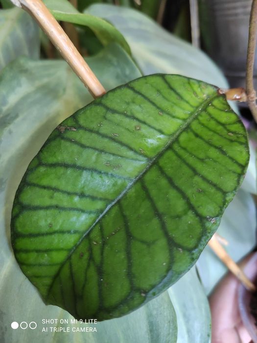 Hoya gunung gading indonesia (big leaves)