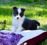 Suczka Border Collie ZKwP / FCI niebieska