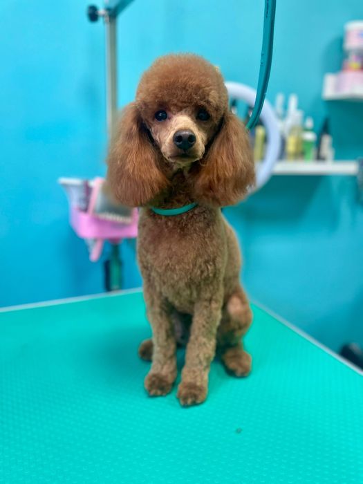 Piesek pudel miniaturowy toy red rodzice mają badania genetyczne