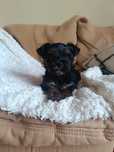 Mini piesek Yorkshire Terrier
