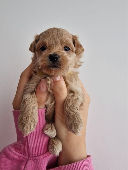 Maltipoo-suczka z czipem i rodowodem