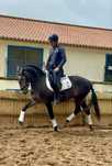 Cavalo PSL blue book complet !