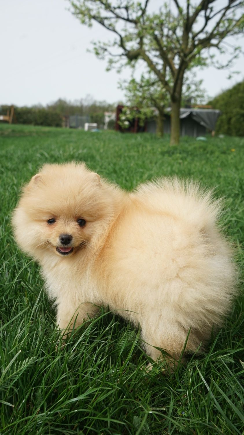 Piesek szpic miniaturowy pomeranian chlopak