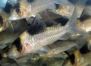 Kirysek siodłaty - Corydoras amandajanea - Kirys - dowóz, wysyłka