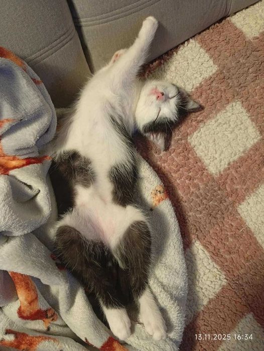 Jestem Jaś, mam 10 tygodni